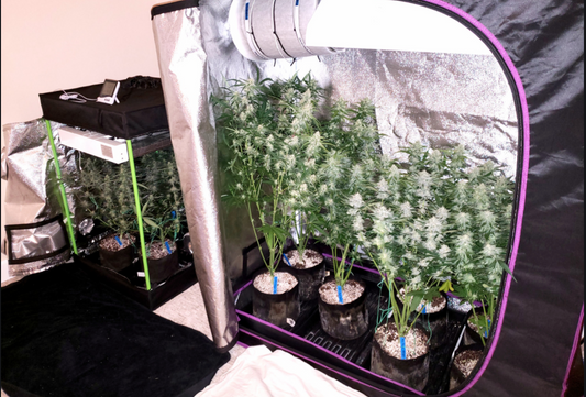 How To Insulate Your Indoor Grow Tent – Grozeebo